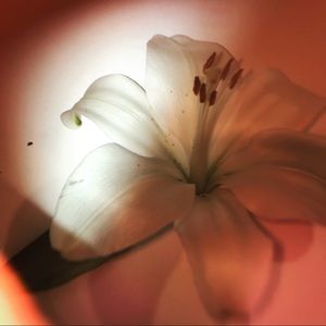 Meet your Posher, Nadia